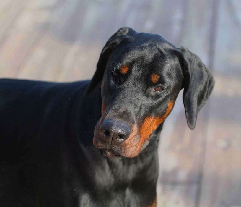 Доберман гарна дівчинка