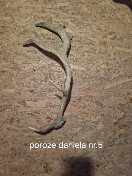 Poroża jelenia i daniela