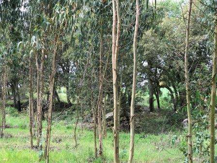 Vendo Terreno com 1.5 hectares