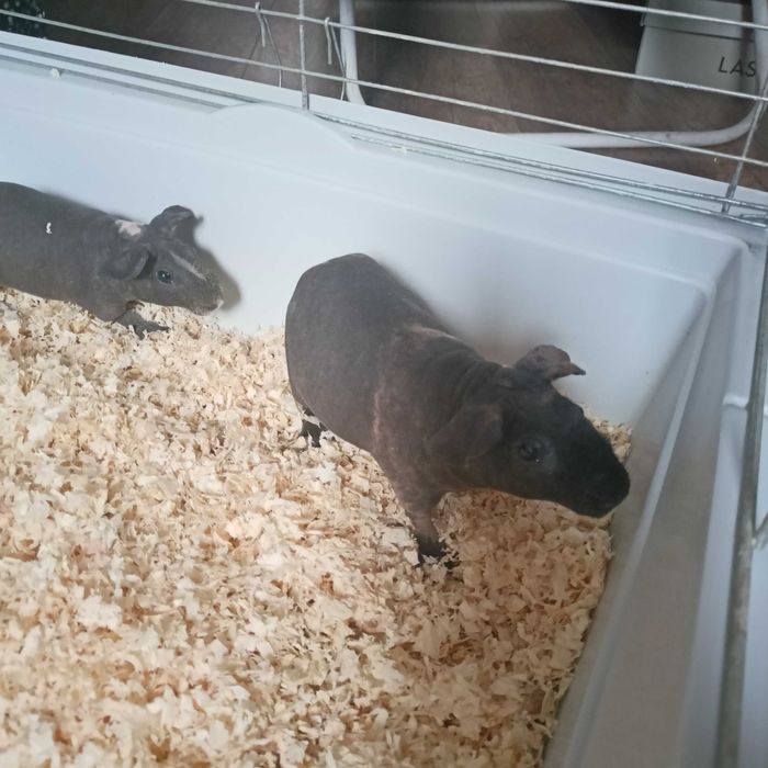 Skinny 2 chłopaki OKAZJA ŚWIĄTECZNA!!!