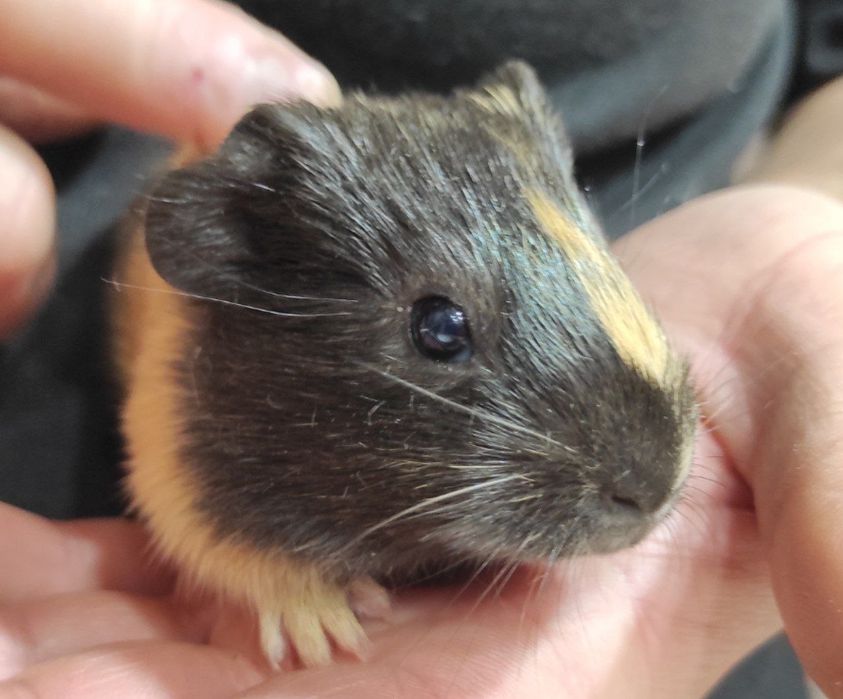 Три  морські свинки