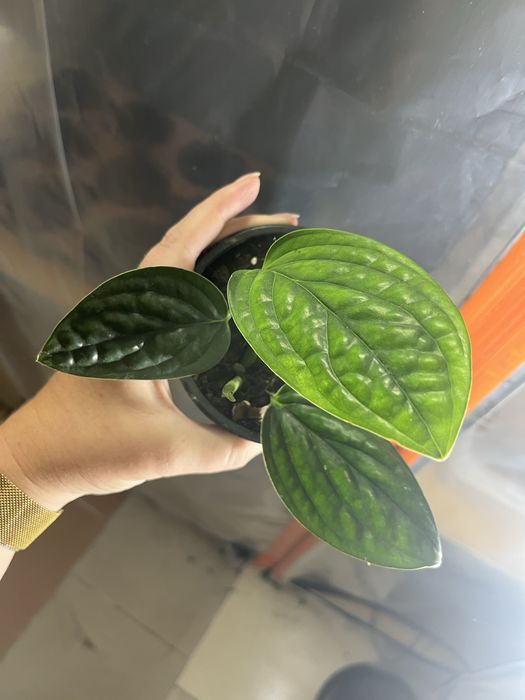 Monstera sp peru variegata regres