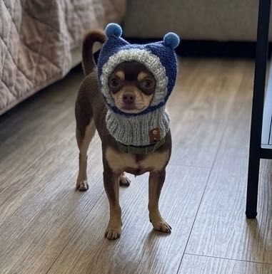 Ręcznie robiona czapeczka dla psa, kota, Chihuahua York handmade