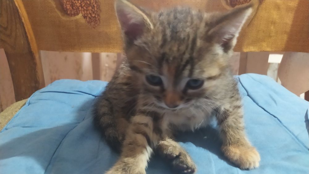 Віддам кошенят в добрі руки