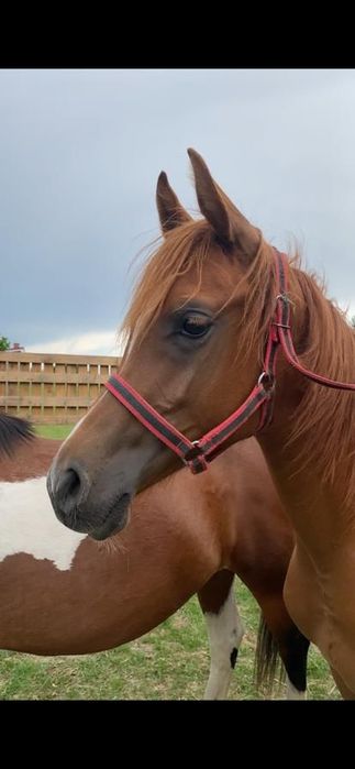 Klacz czystej krwi arabskiej