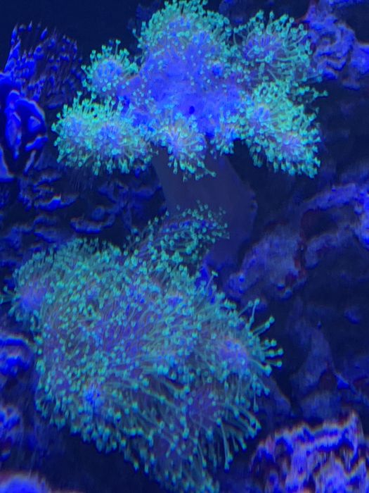 Sarcophyton - green fluo