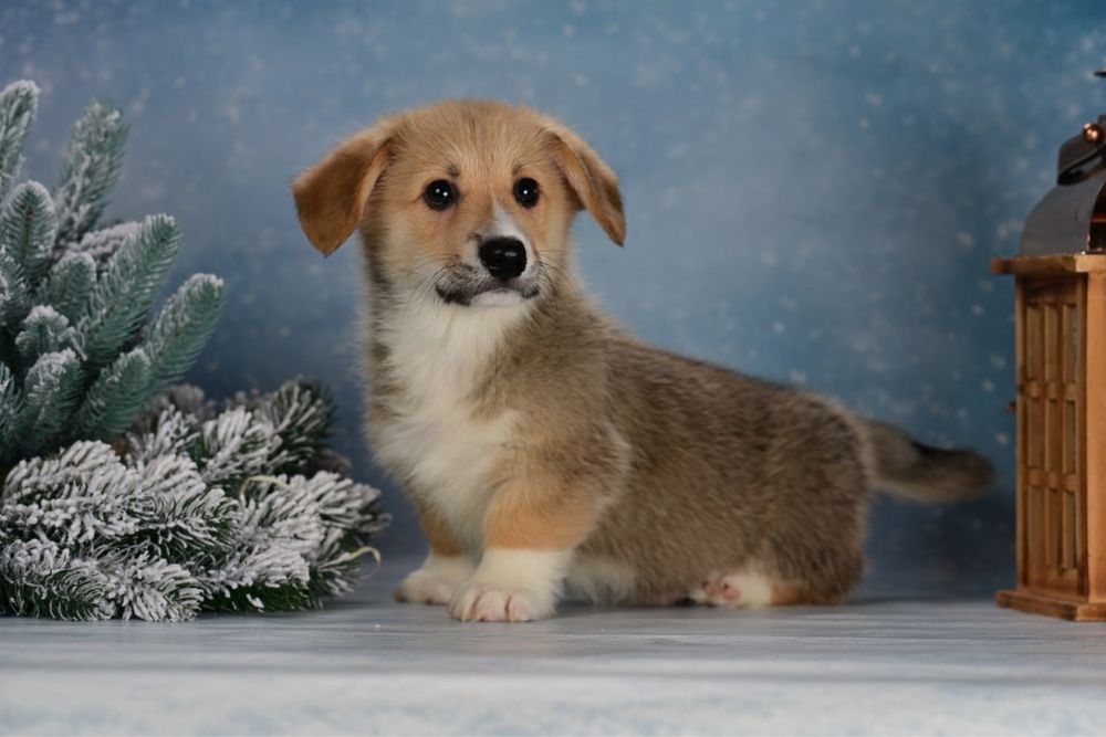 Хлопчик Вельш коргі пемброк