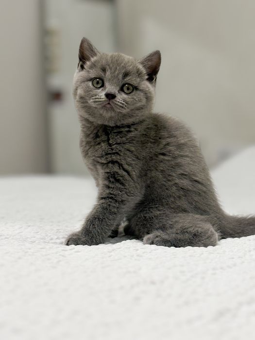 Британські котики