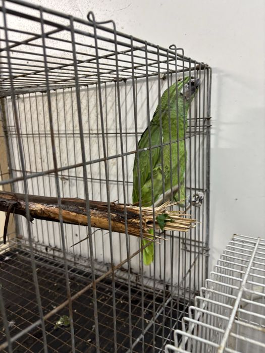 Papagaio auropaliata com 2 anos