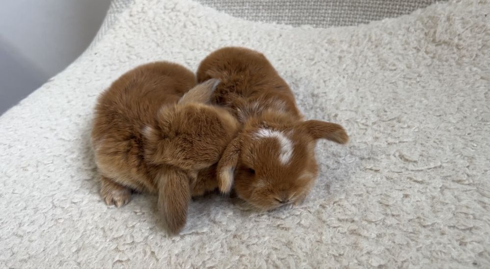 Karzełek Baranek Mini Lop Karzełek Teddy Karzełek Niderlandzki Nederland Królik Króliki Miniaturka Metryka Rodowód Legalna Hodowla