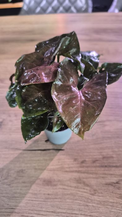 Nadwyżki roślin pędówki Epiprenium,Syngonium ...