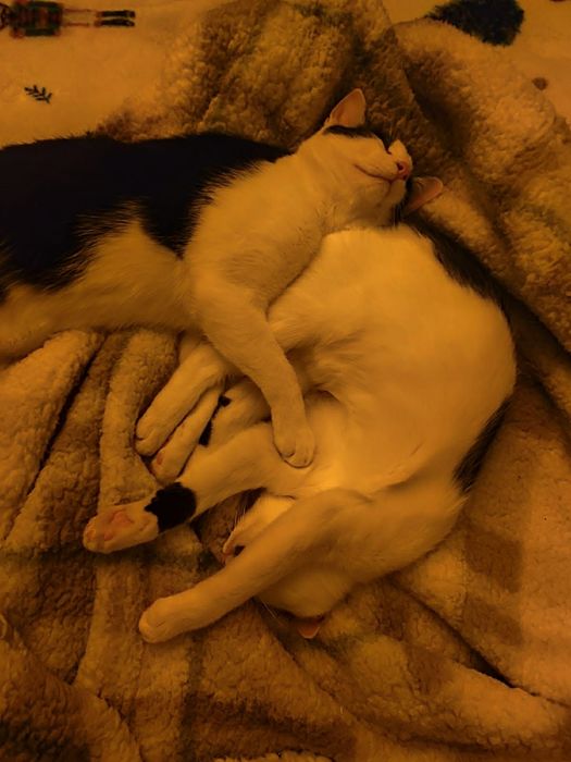 Kochane miziaki szukają wspólnego domu stalego!