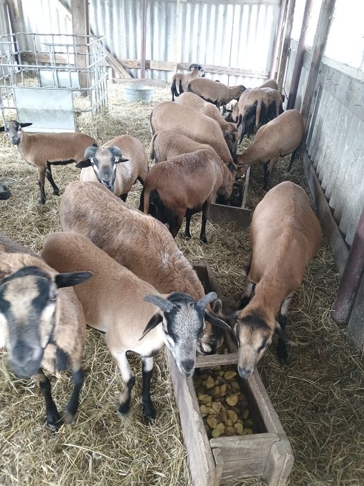 Sprzedam owce kameruńskie