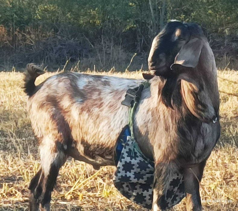 Козочка 25% камори , коза,козлята