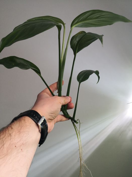 Philodendron sp. papua new guinea