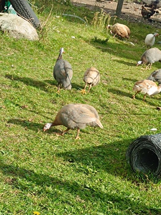 Perliczki perliki