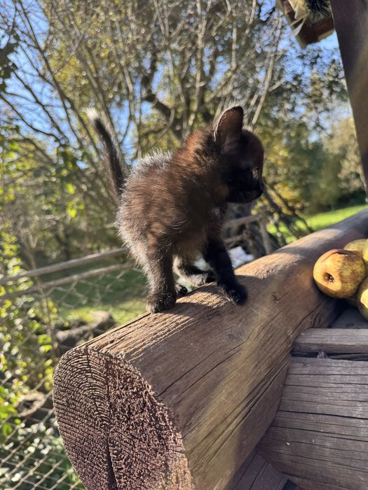 Віддам кошенят в добрі руки