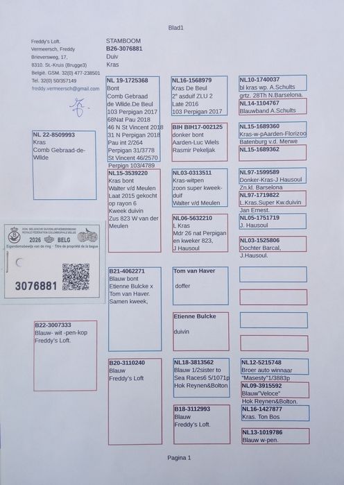 Piękne Belgi oryginał Vermeersch Freddy gołębie pocztowe
