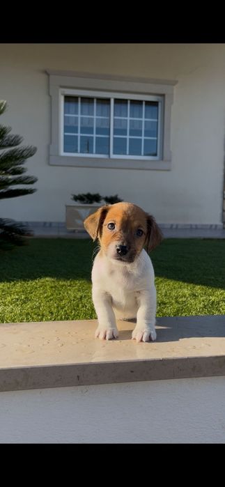 Jack Russell macho