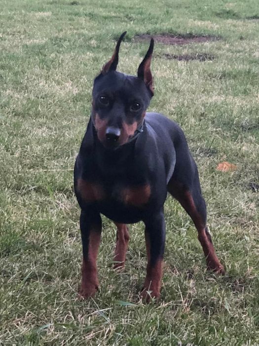 Підліток Цвергпінчер з родоводом UKU/FCI