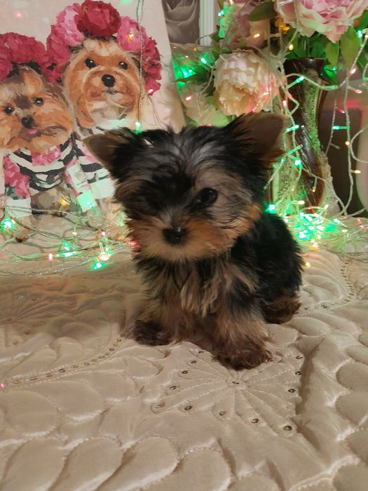 Йоркшерский терьер щенки, мальчишки