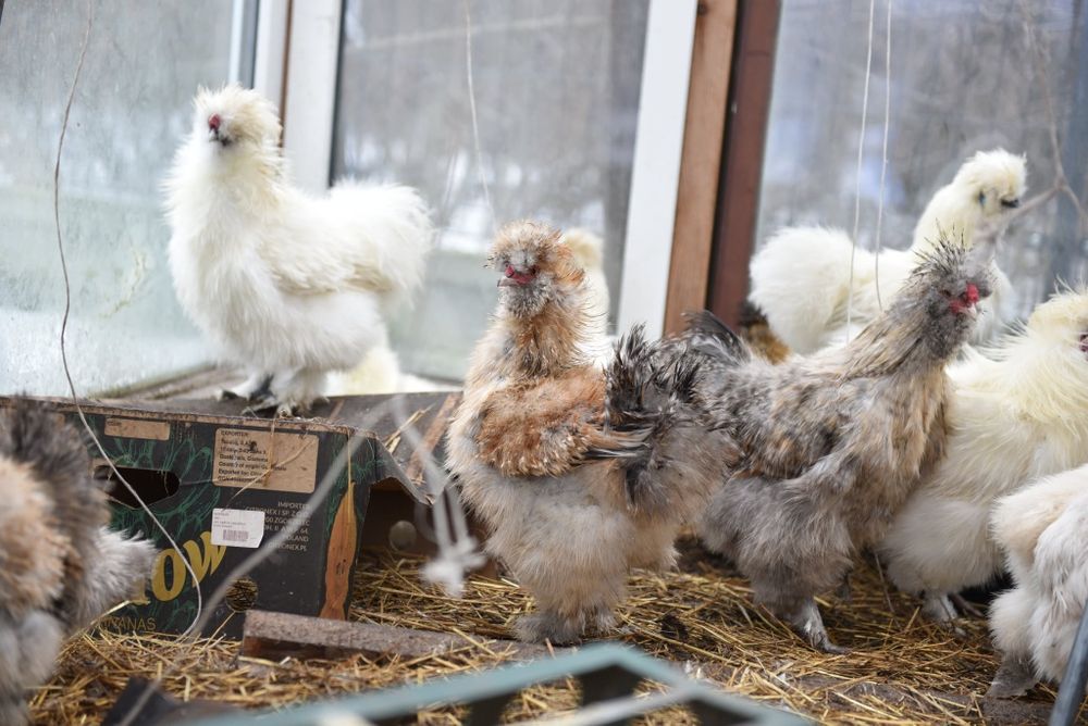 Para silek ,  kura i kogut