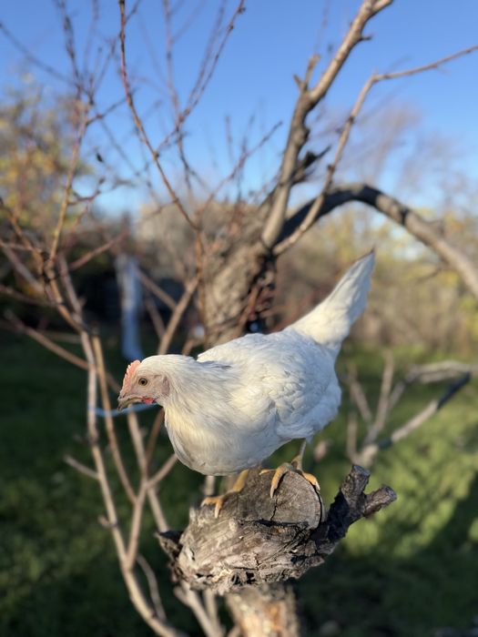 Молодка курочка ломан сенди