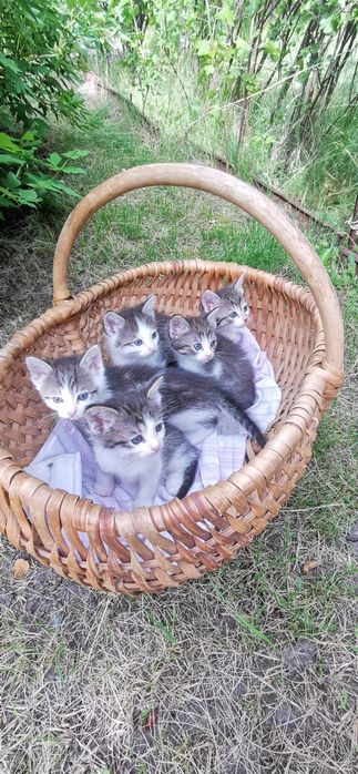 Отдам красивых котят