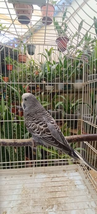 Periquito Antracite DF e SF