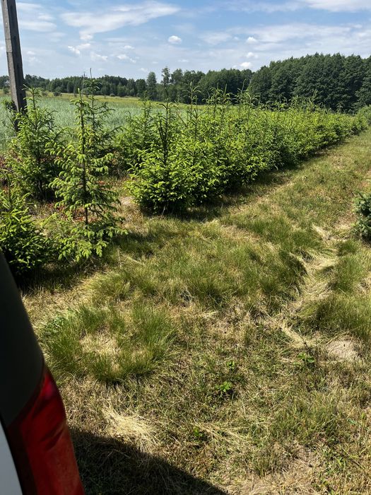 Świerk pospolity, świerk kłujący (srebrny)