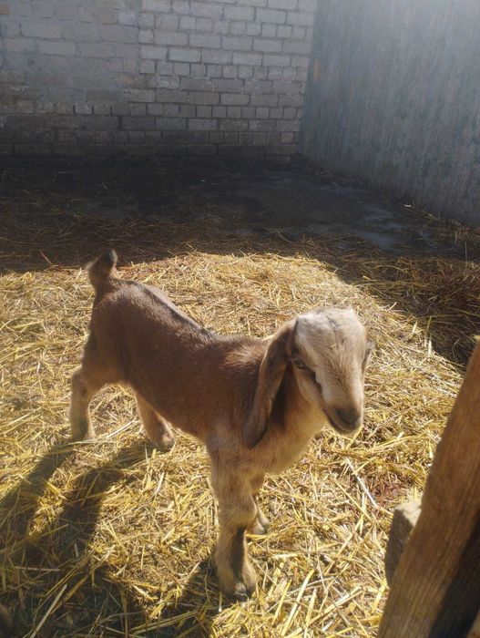 Продам кози,козлики,козлята