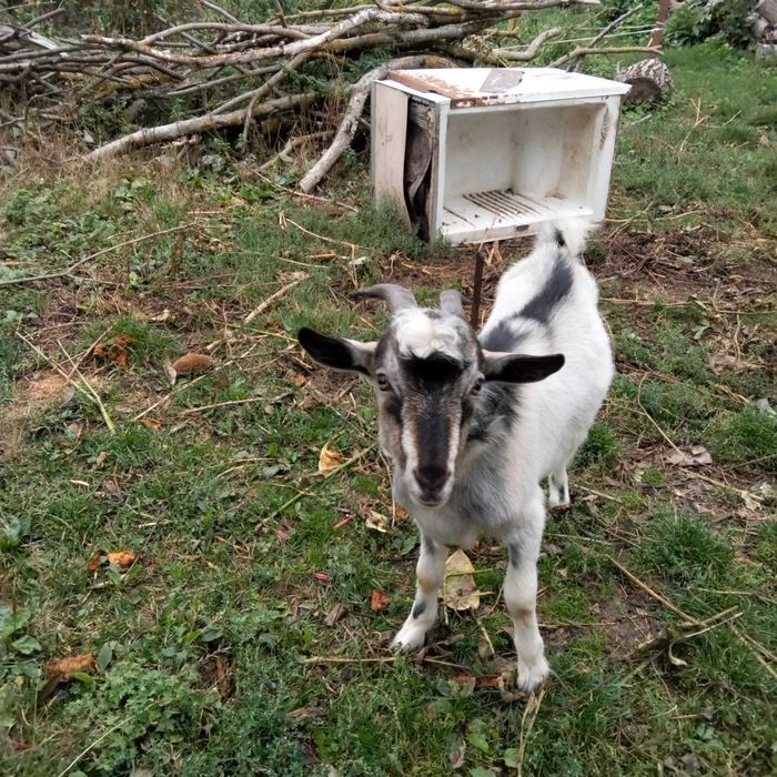 Продам козлика 5 місяців