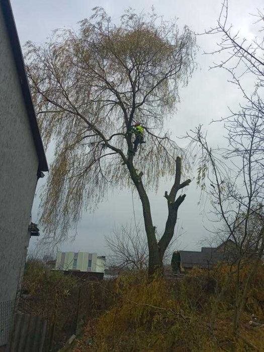 Висотні роботи , Видалення дерев