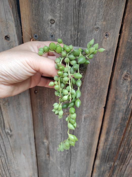 Крестовник Герейна