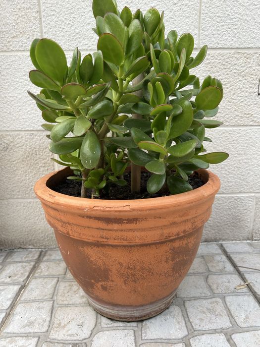 Vendo planta jade, bem enraizada.