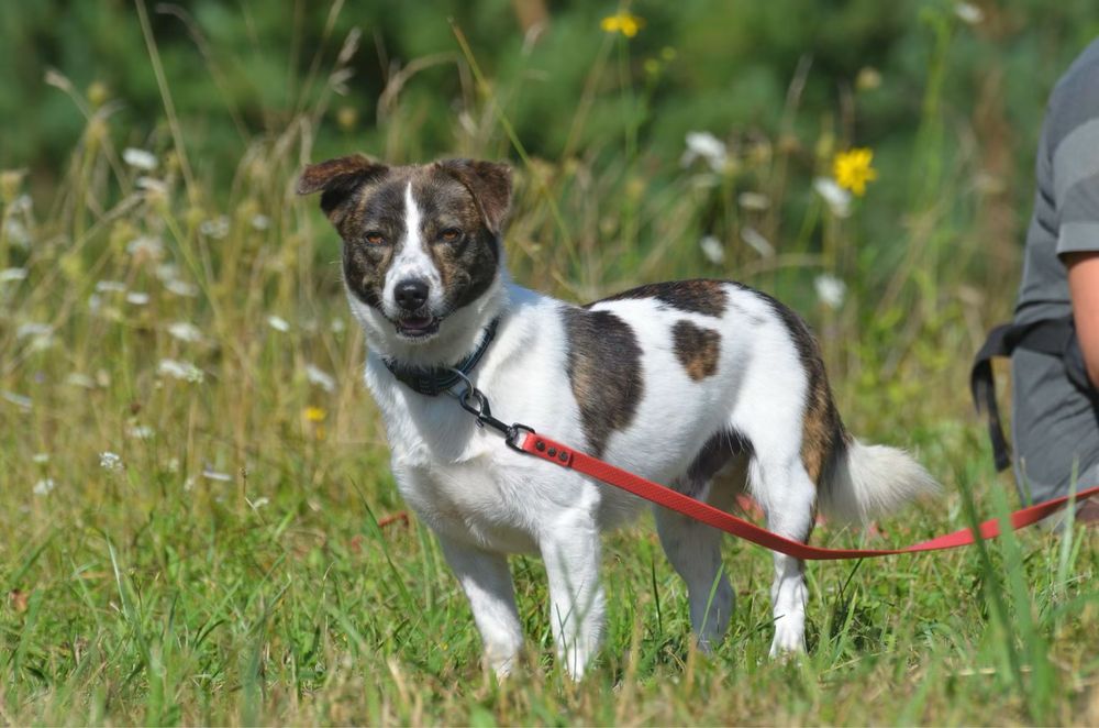 Morris-do adopcji