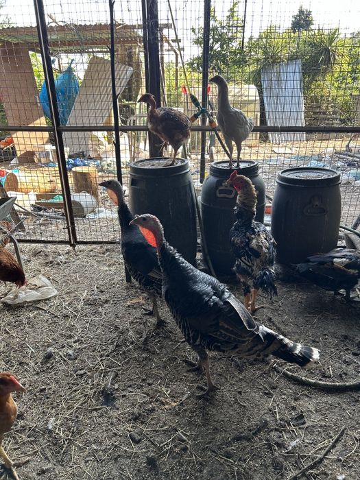 Ovos de perua para chocar
