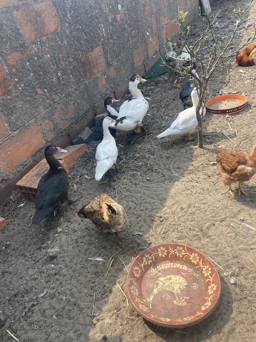 Patos bravos patos mudos e patos de criacao