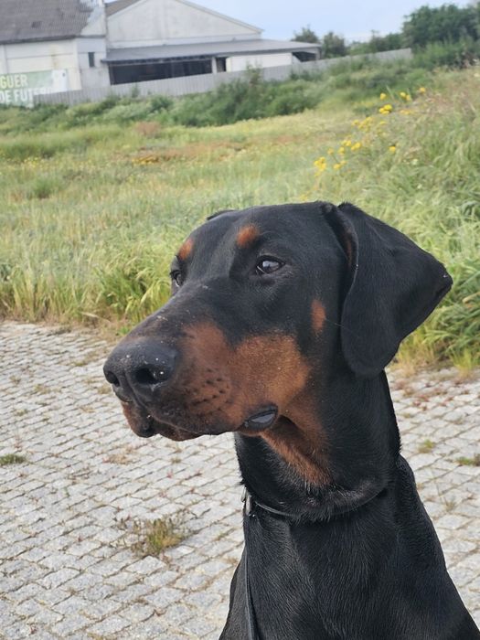 Doação de Doberman fêmea, 4 anos – adoção responsável