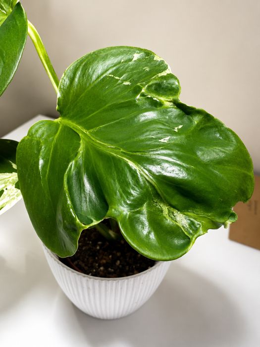 Monstera bulbasaur mutation
