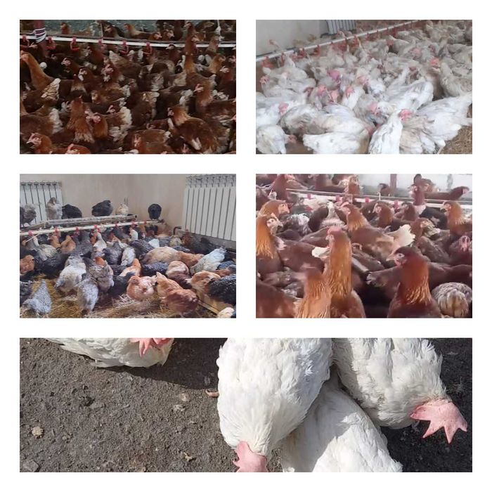 Продам кури несушки! Доставка безкоштовна. Марганець!