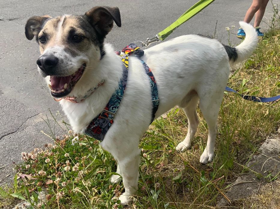 Piękny Stefan lat 3 w typie Jack Russell szuka domu