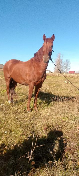 Продається кобила!