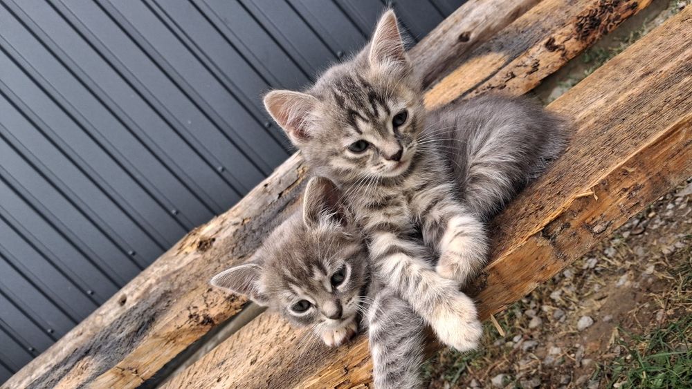 Безкоштовно віддам кошенят