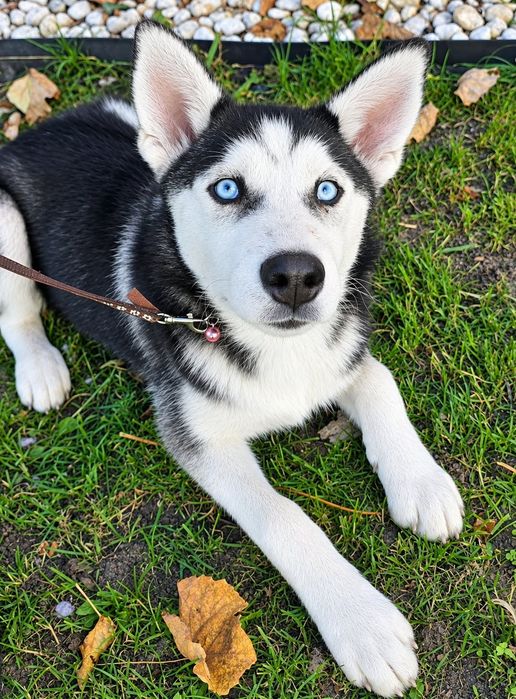 Husky Syberian SUCZKI