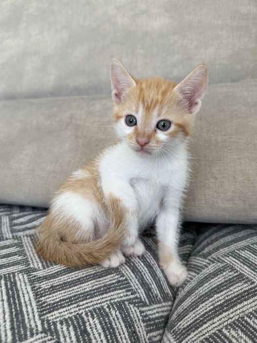Кошенята котята хлопчики безкоштовно
