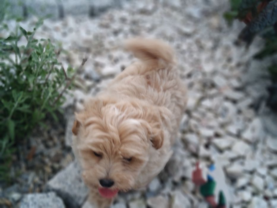 Maltipoo z metryką