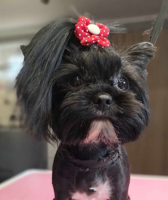 Czarny Yorkshire Terrier Mini