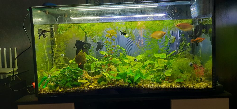 аквариум прямоугольный, 200 литров. (Природа)