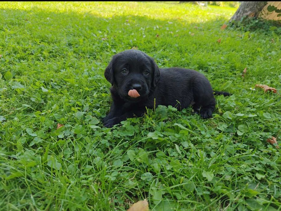 Labrador retriever czarny czekoladowy suka pies fci zkwp